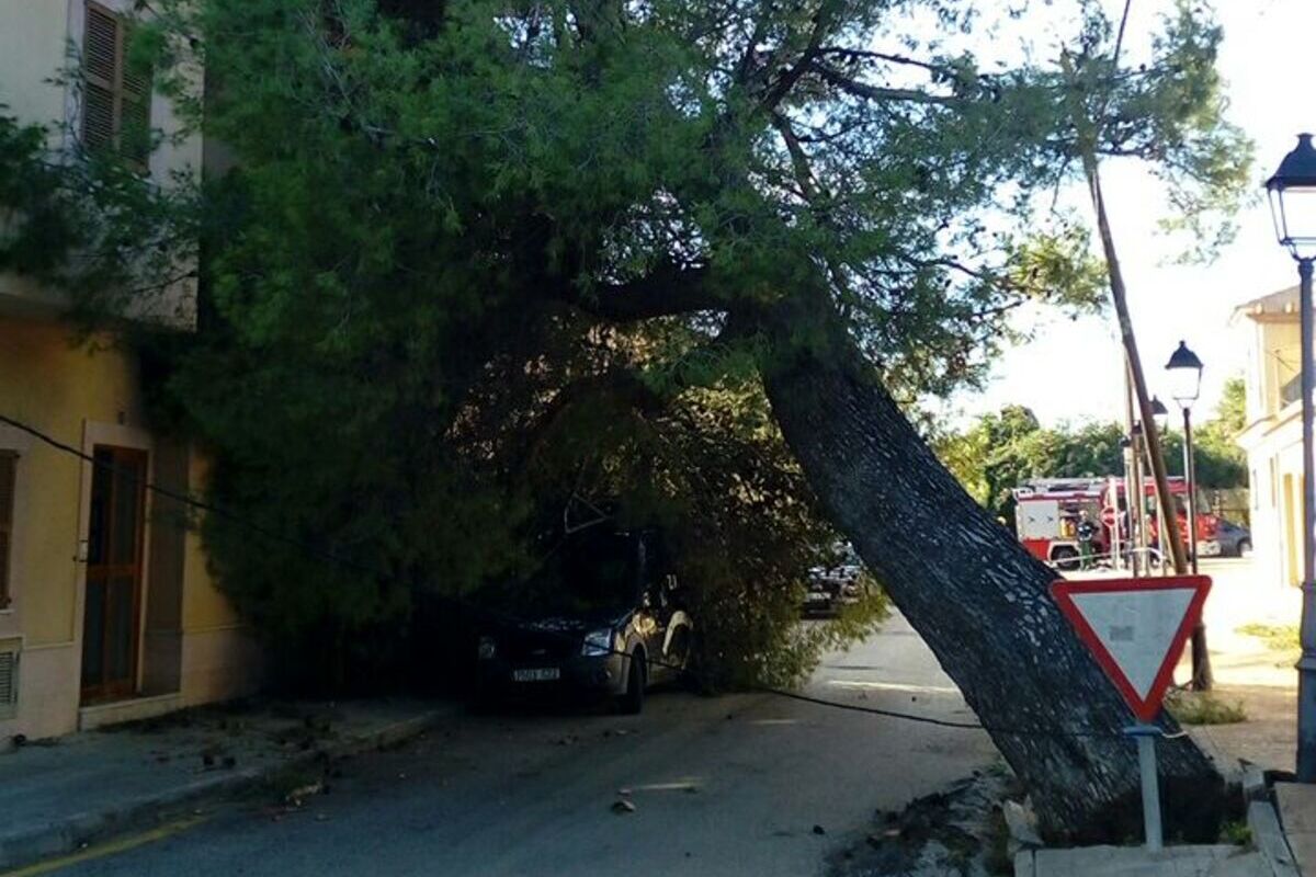 Un árbol caido.