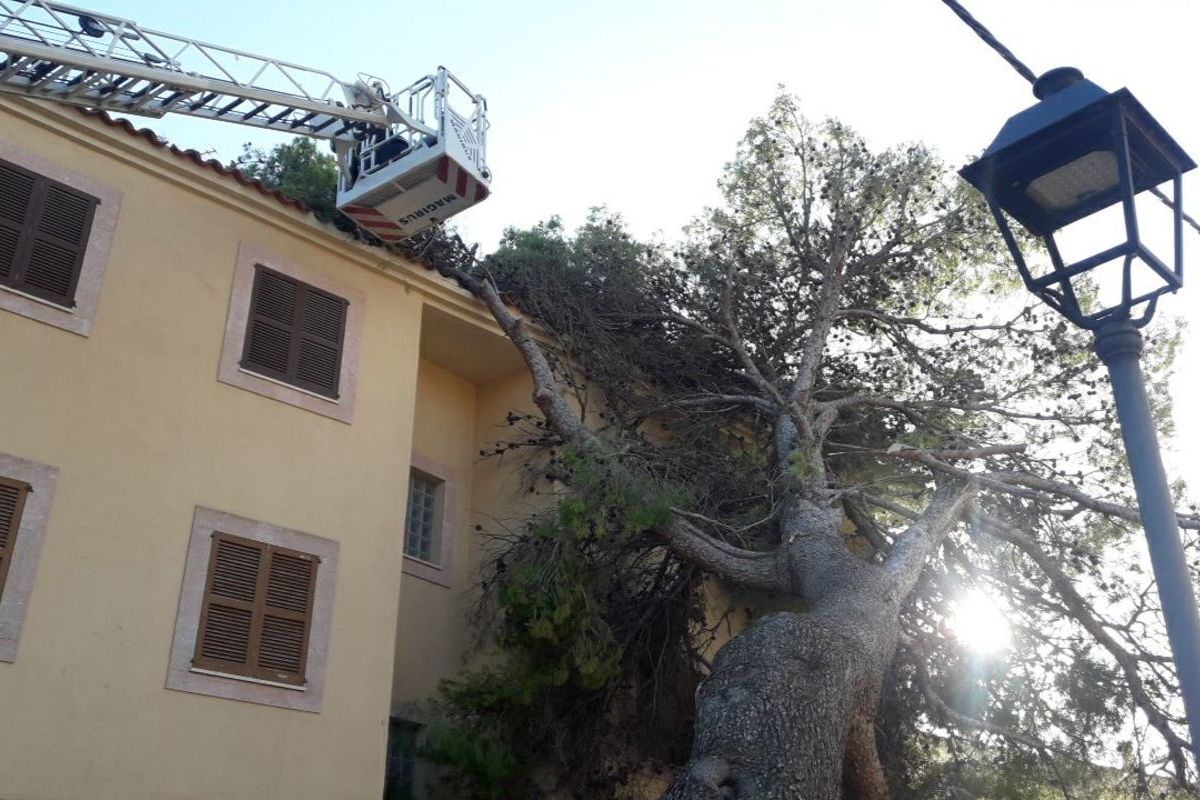 Un árbol caido.