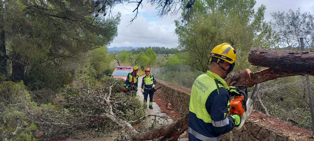 Los Bombers de Mallorca retiran un árbol que se ha caido a la carretera.