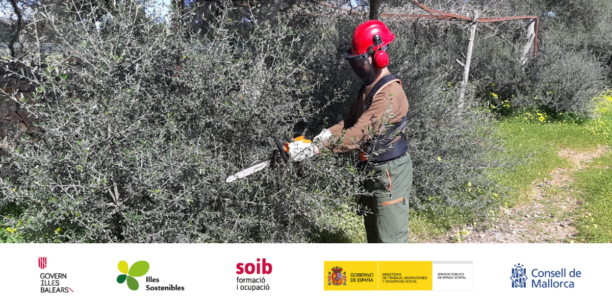 El Programa SOIB VISIBLES 2019-2020 és promogut pel SOIB, per fons de l’Estat a través de Conferència Sectorial i pel Fons per afavorir l’Impuls del Turisme Sostenible (ITS).